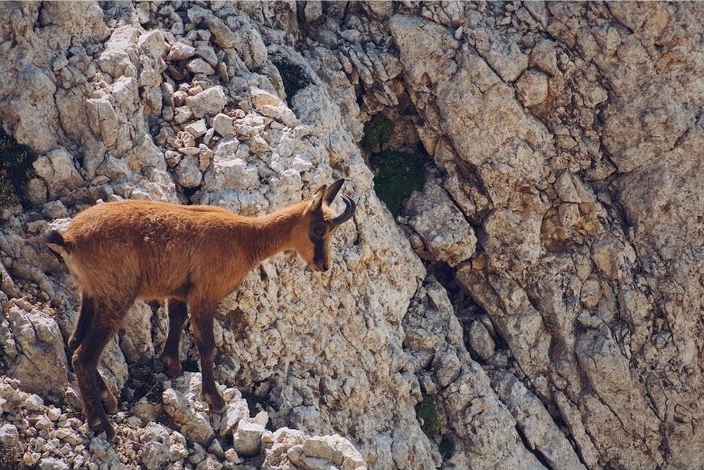 tierwelt-alpen.jpg